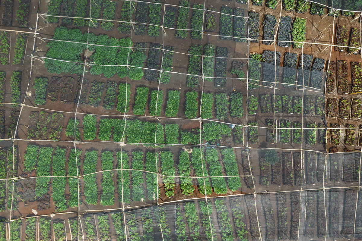 The importance of carbon offsetting in achieving net zero_ Aerial view of a tree nursery_visual 4