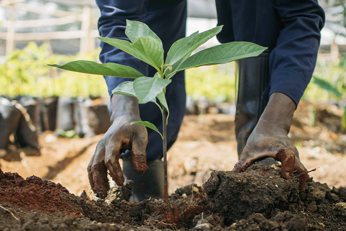 The importance of carbon offsetting in achieving net zero_Close up of a man planting a tree seedling in a tree nursery_visual 8