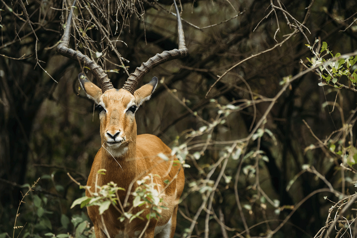 The importance of carbon offsetting in achieving net zero_Gazelle in its natural African habitat_visual 7