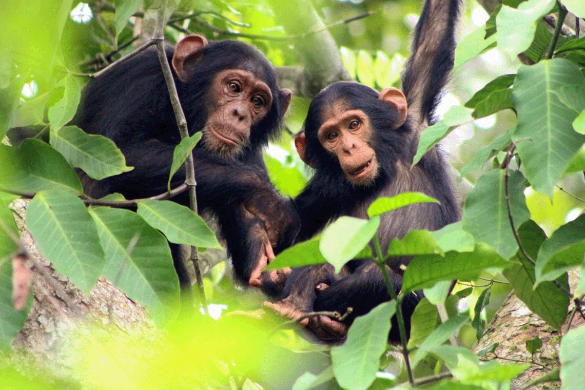 The importance of carbon offsetting in achieving net zero_Two Bulindi chimpanzees sitting on a tree_visual 3