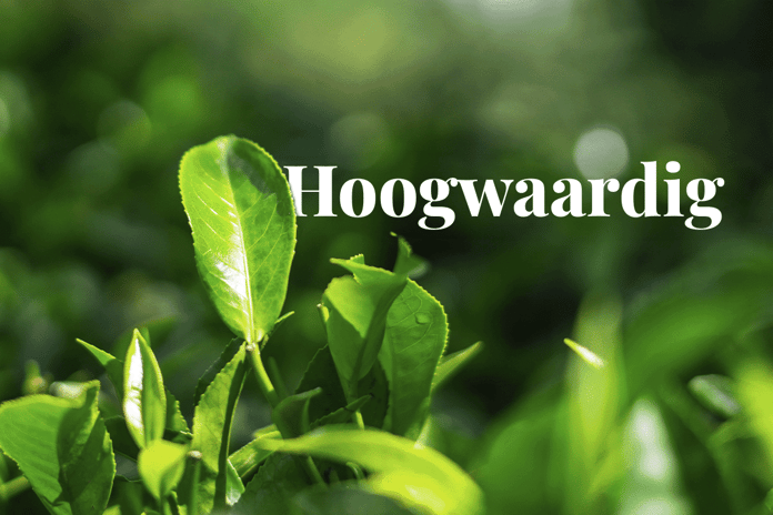 The power of high-quality carbon projects_Close-up tree seedlings_visual 1_NL