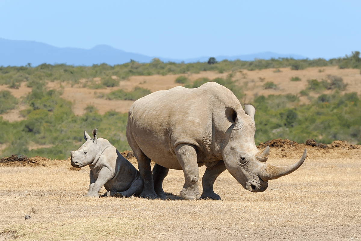 The quantified case for protecting the natural world_ valuing nature conservation_visual 2