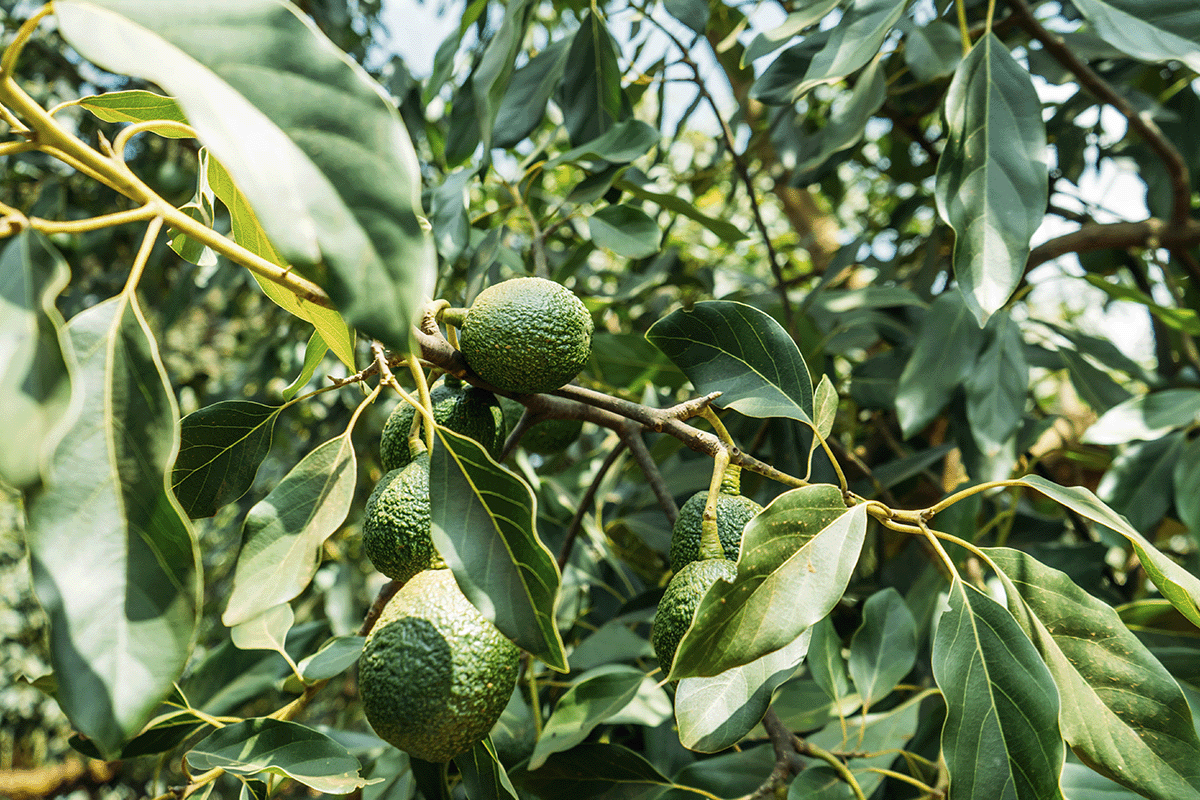 The rich tapestry of trees in DGB’s reforestation projects_Close up on a young avocado fruit growing on a tree_visual 6