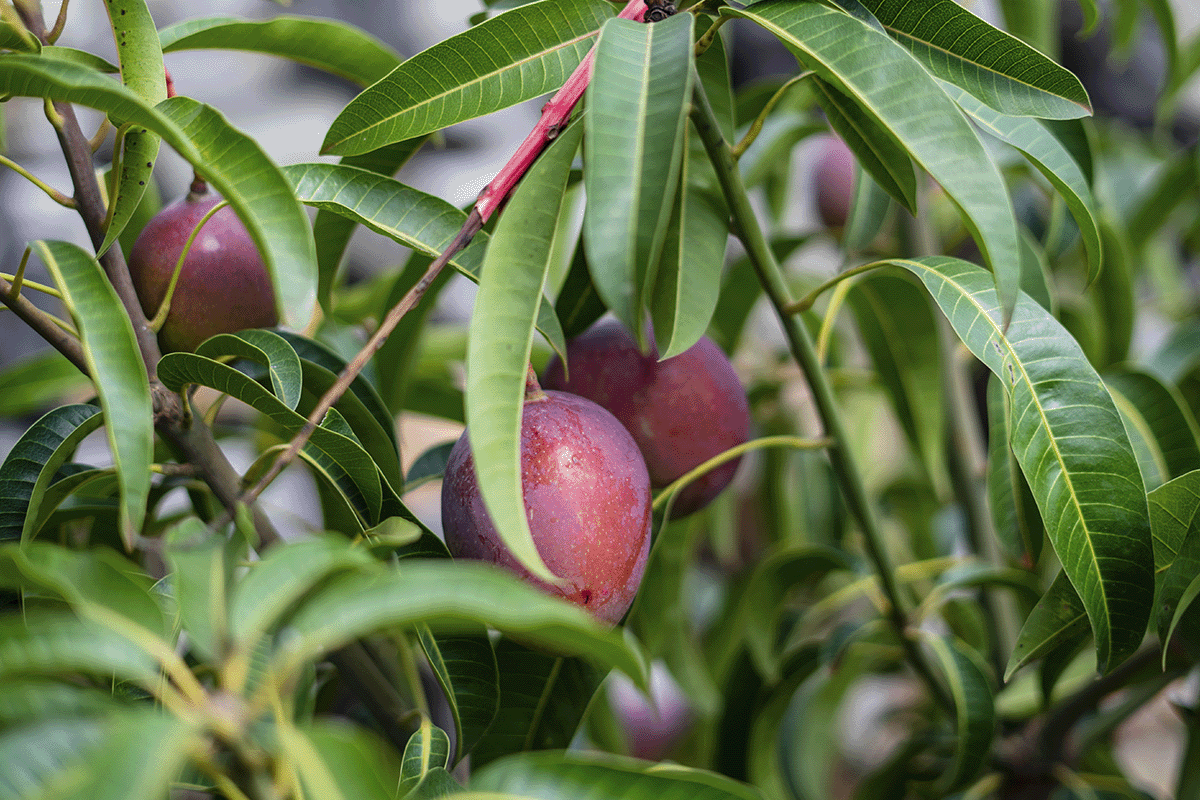 The rich tapestry of trees in DGB’s reforestation projects_Close up on a young mango fruit growing on a tree_visual 5