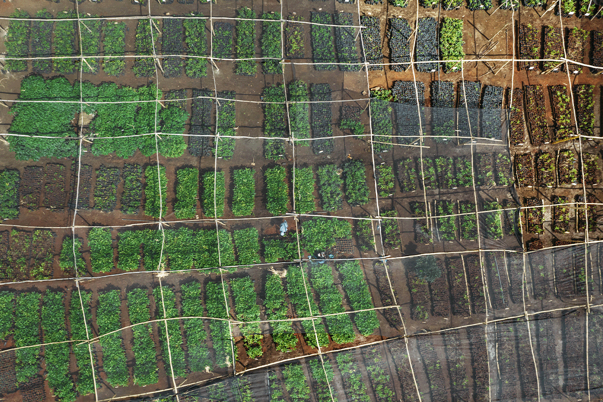 The rich tapestry of trees in DGB’s reforestation projects_Drone photo of a tree nursery_visual 2