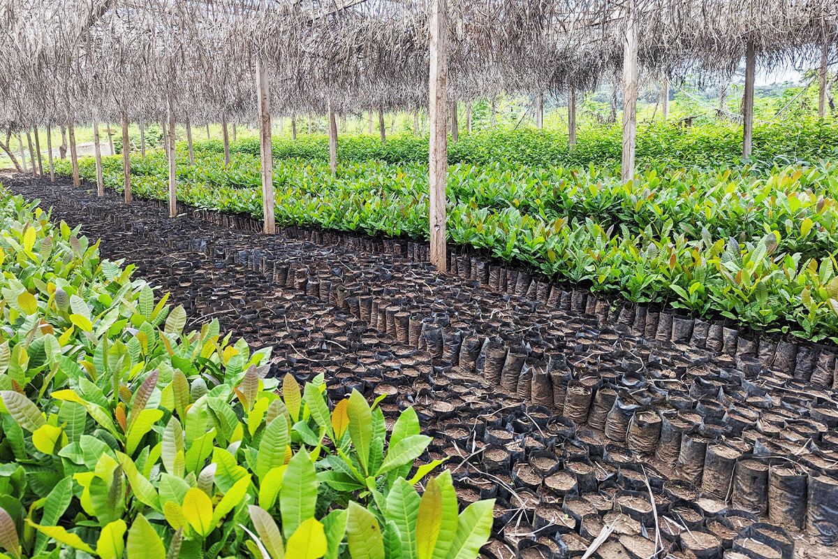 The rich tapestry of trees in DGB’s reforestation projects_Tree nursery in Cameroon_visual 3