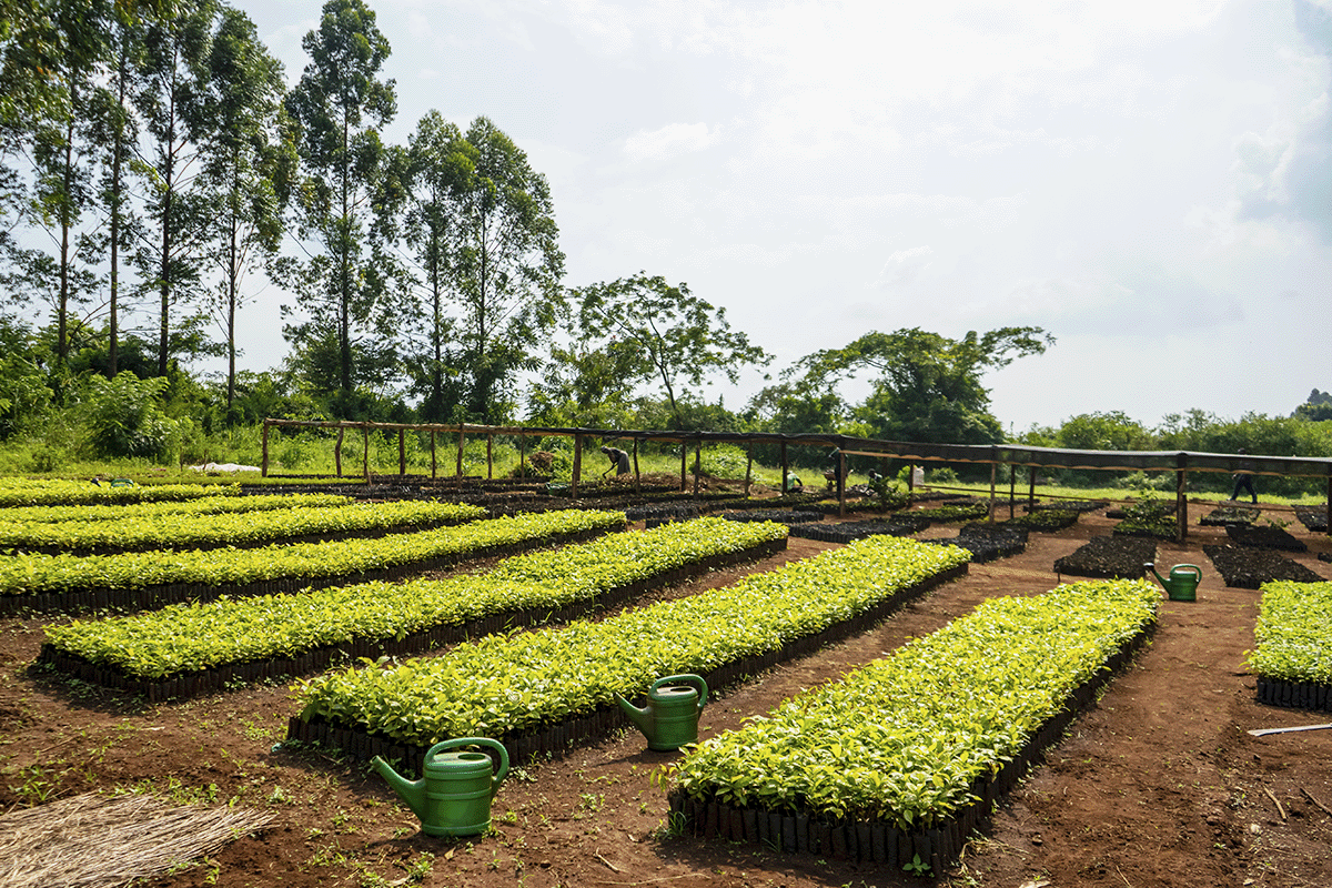 The rich tapestry of trees in DGB’s reforestation projects_Tree nursery in Uganda_visual 4
