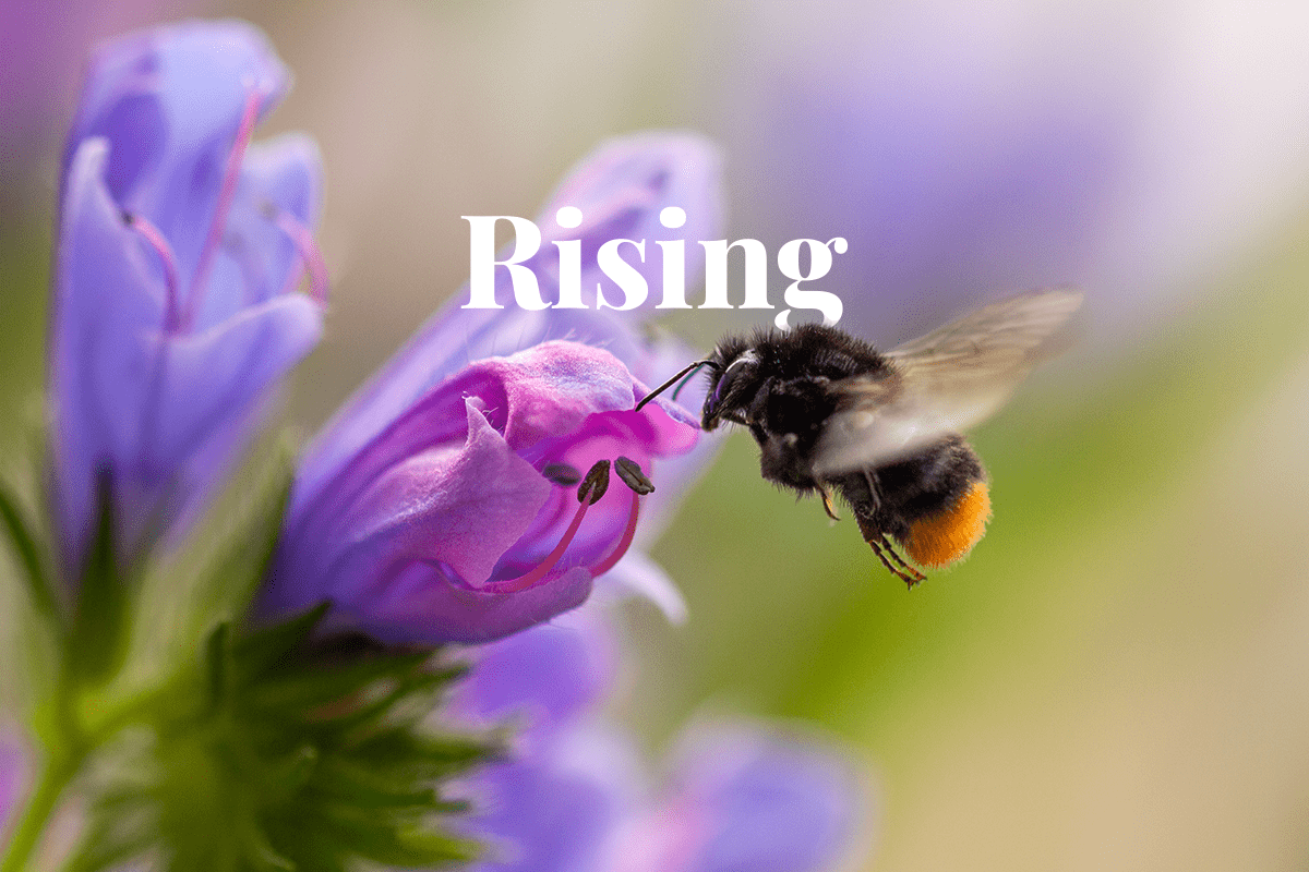 The rising demand for nature-based credits_Bumble bee collecting a pollen from a flower_visual 1