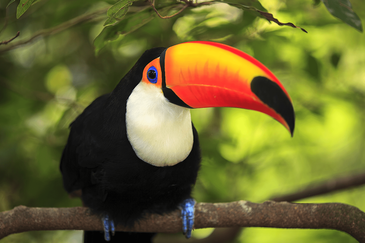 The rising demand for nature-based credits_Toucan sitting on a tree branch in Brazil_visual 4