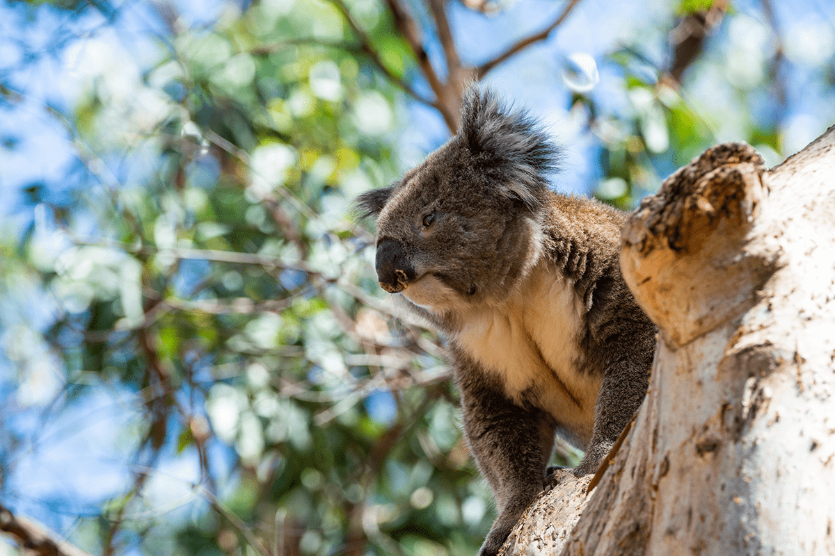 The rising demand for nature-based credits_koala bear sitting on a tree branch in Australia_visual 2