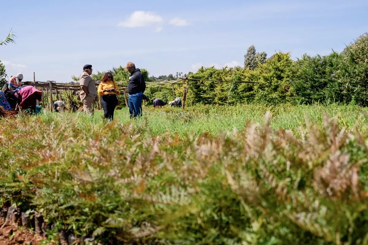 The social impact of our projects_Local community members and the DGB team working together at a tree nursery in Kenya_visual 4