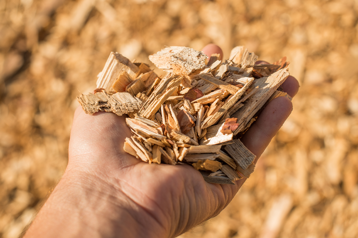 The sustainable logging industry_ a key contributor to carbon reduction efforts_visual 3