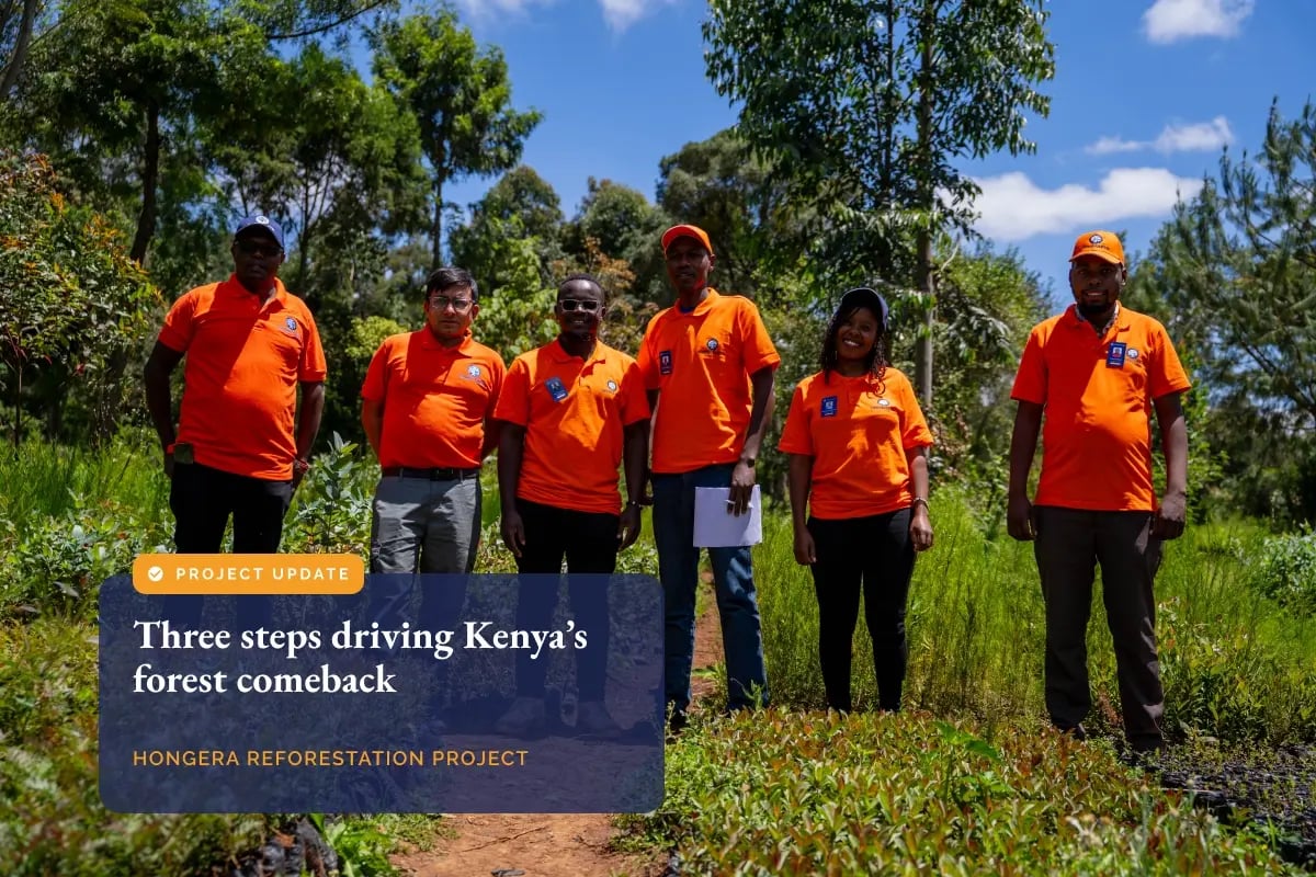 Three steps driving Kenya’s forest comeback_visual 1
