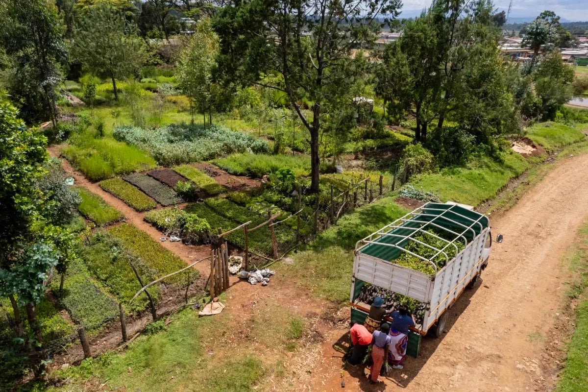 Three steps driving Kenya’s forest comeback_visual 2