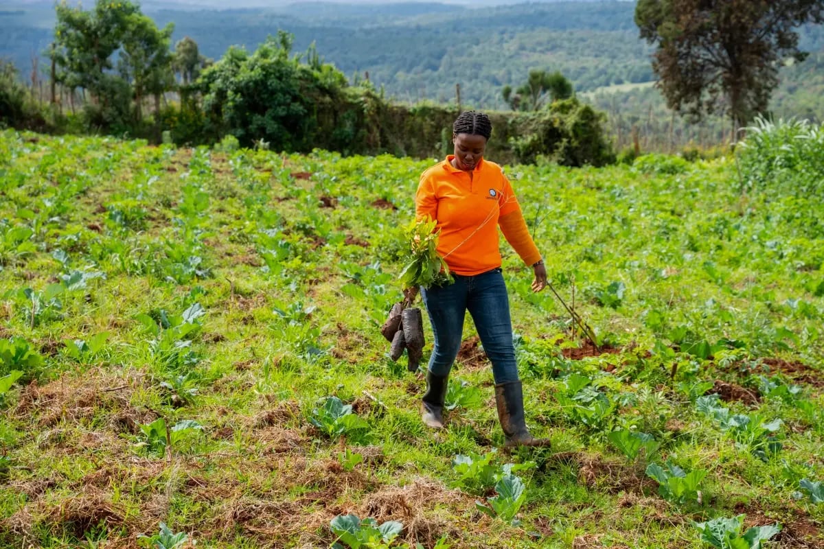 Three steps driving Kenya’s forest comeback_visual 3
