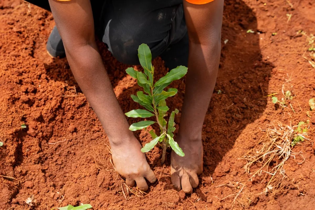 Three steps driving Kenya’s forest comeback_visual 4