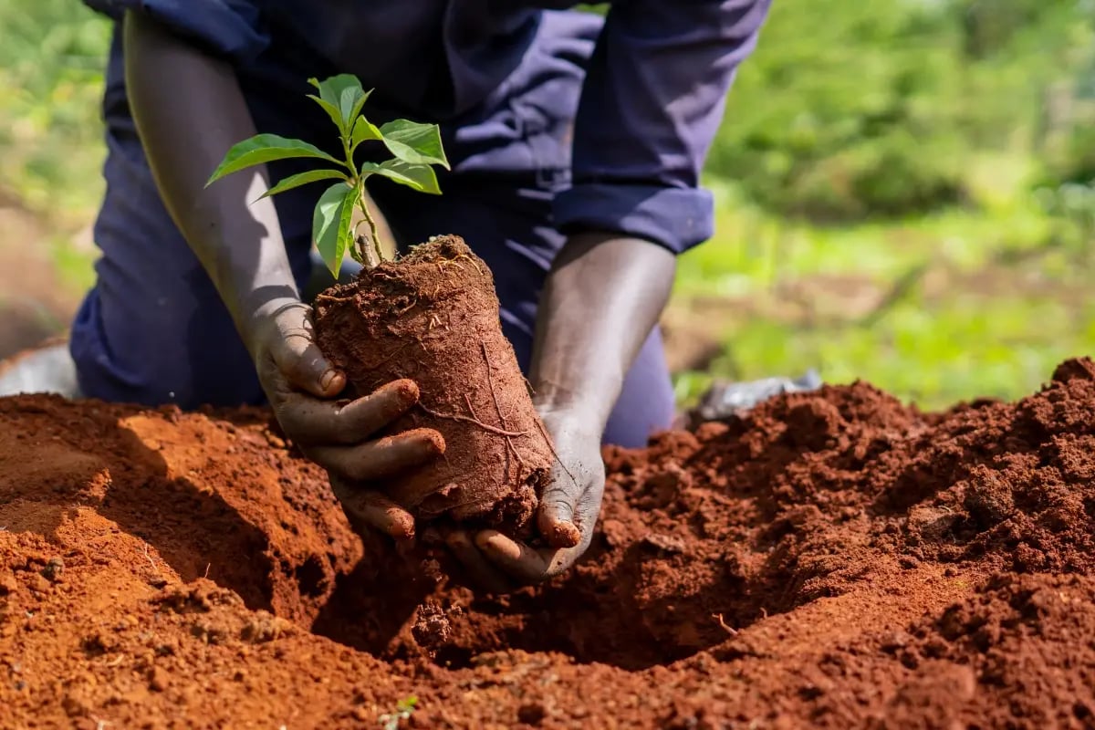 Tools that help small businesses go green and grow_A DGB team member planting a tree seedling_visual 10