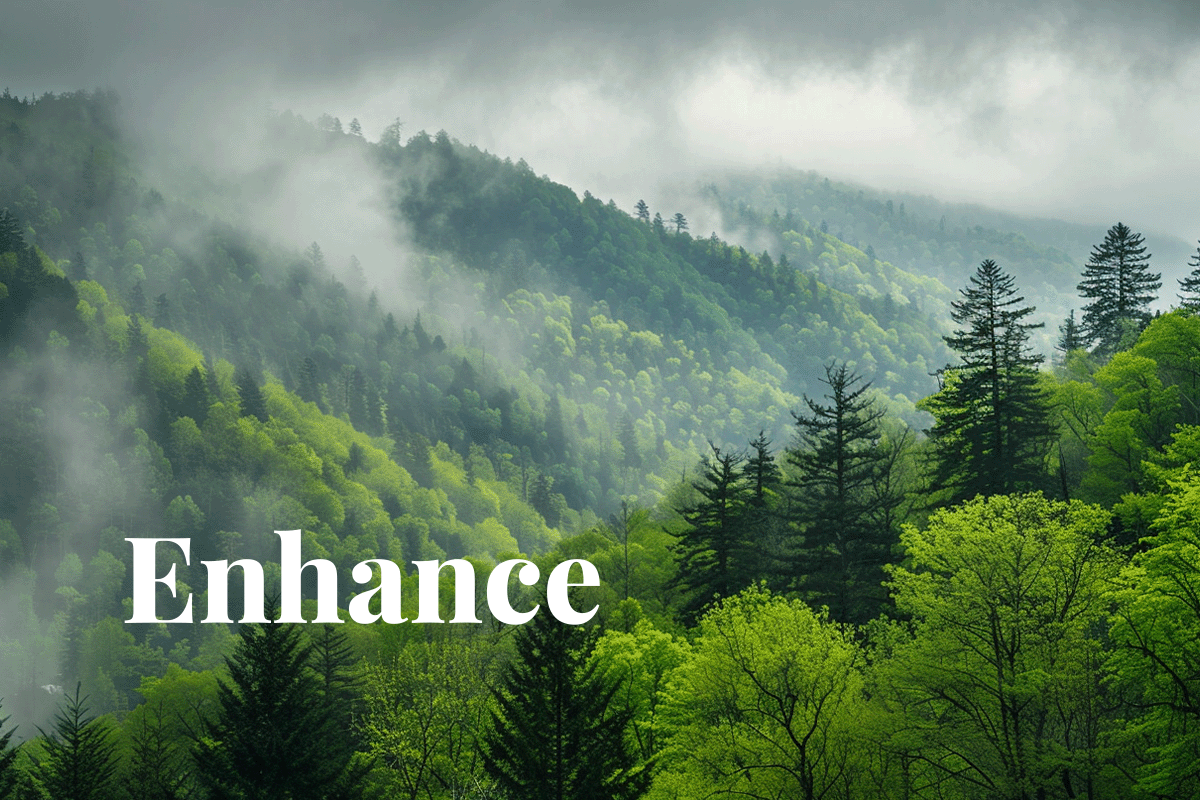 TotalEnergies invests $100m in sustainable US forestry projects