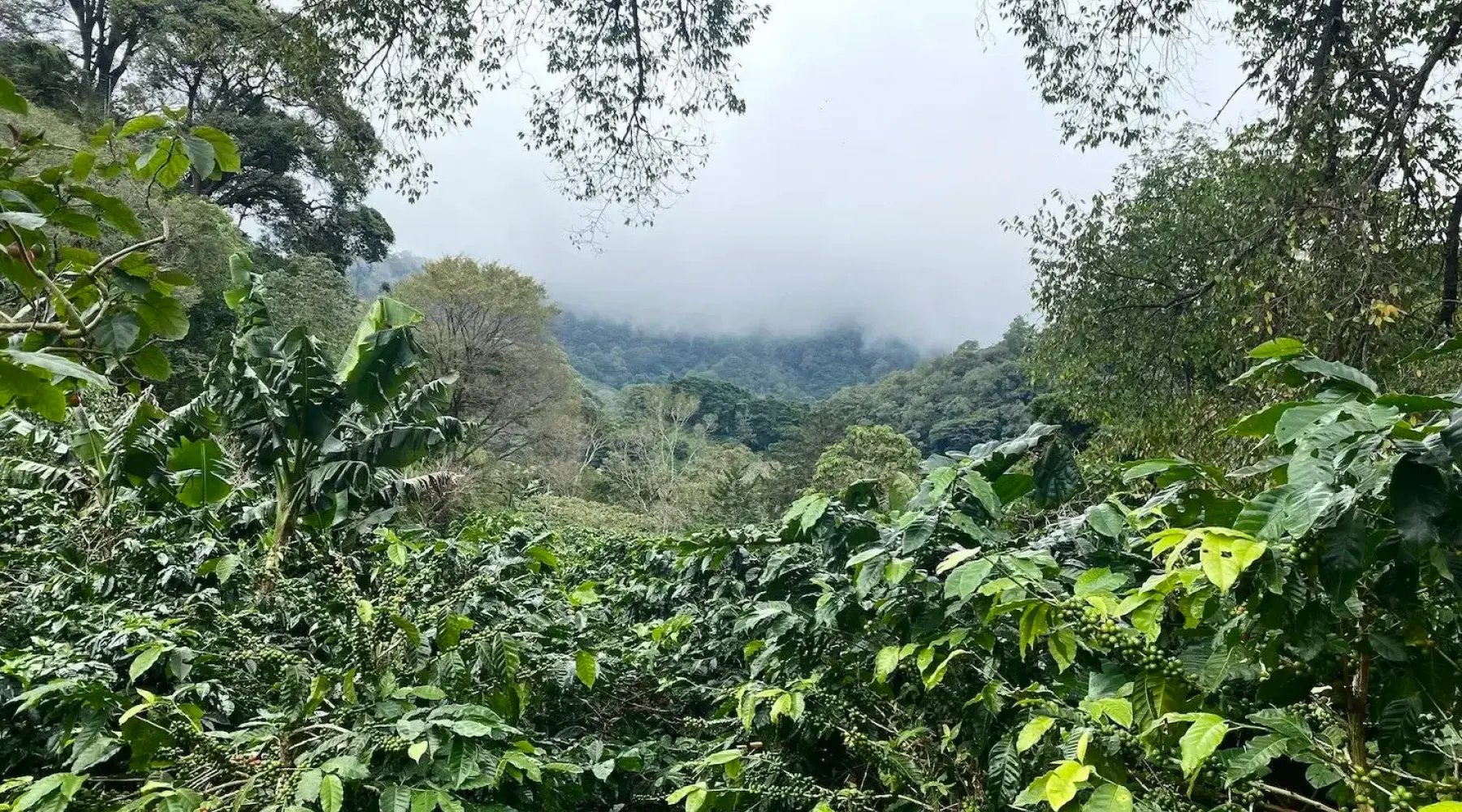 Transformando la Zoca en Biochar