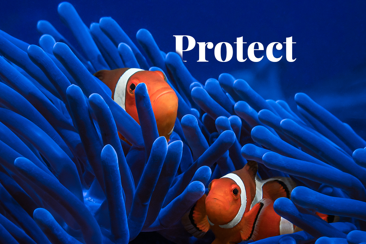 UK government pledges £10 million to protect biodiversity overseas_clown fish on coral reef_visual 1
