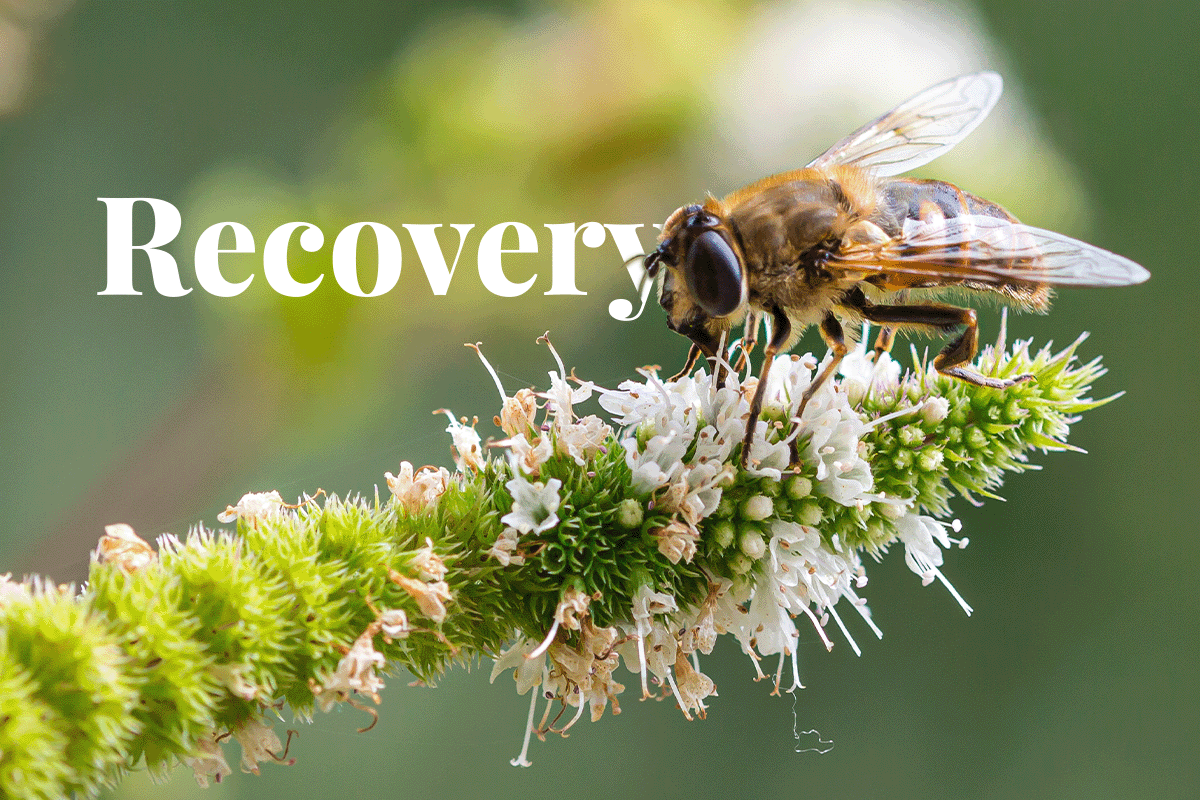 UKs £10 million contribution fights biodiversity decline_honey bee on a mint blossom_visual 1