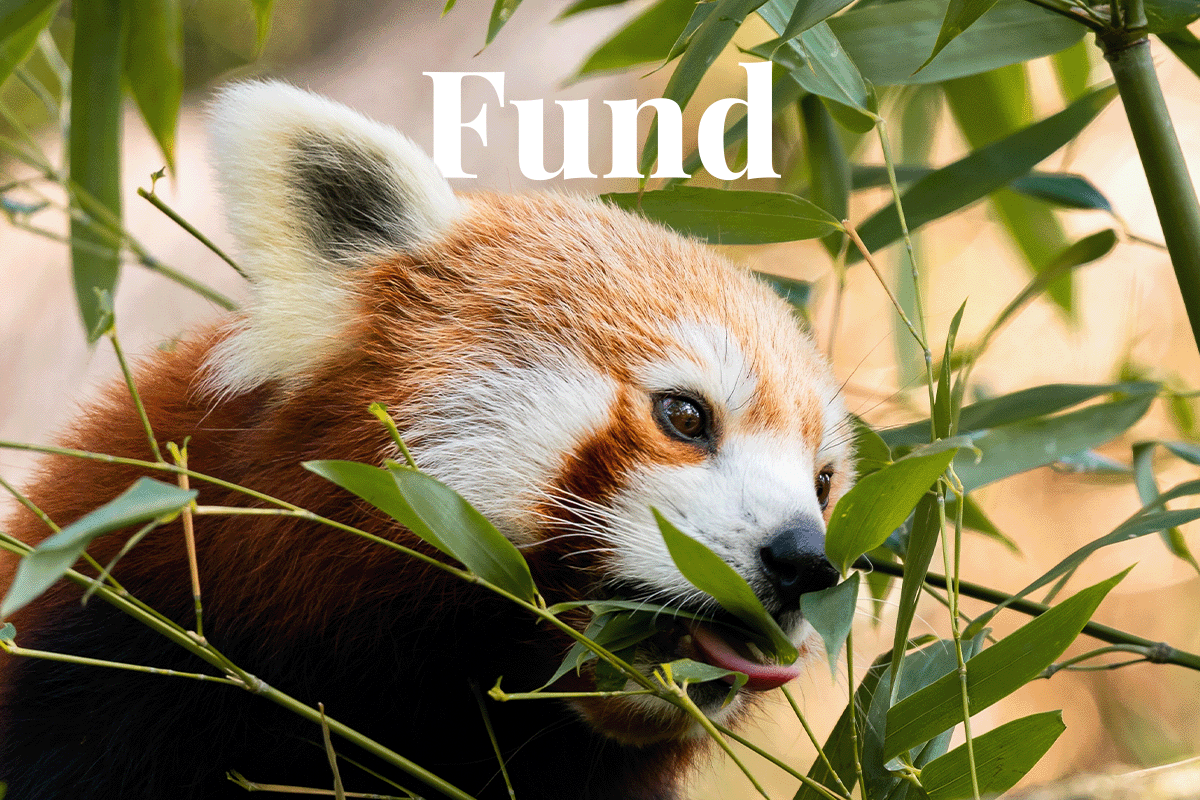 UNDP and GEF launch a fund to combat global environmental crises_ Red Panda is eating bamboo leaves_visual 1