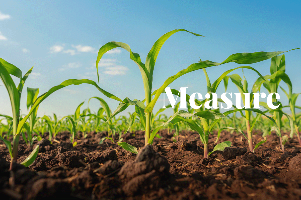 US Agriculture Department invests to measure carbon capture in agriculture_Maize seedlings_visual 1
