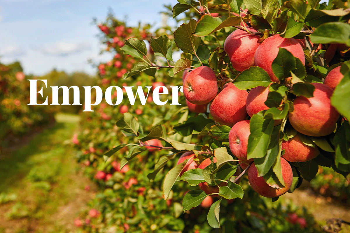 US empowers landowners for climate-positive partnerships_ripe apple trees in the agricultural field_visual 1