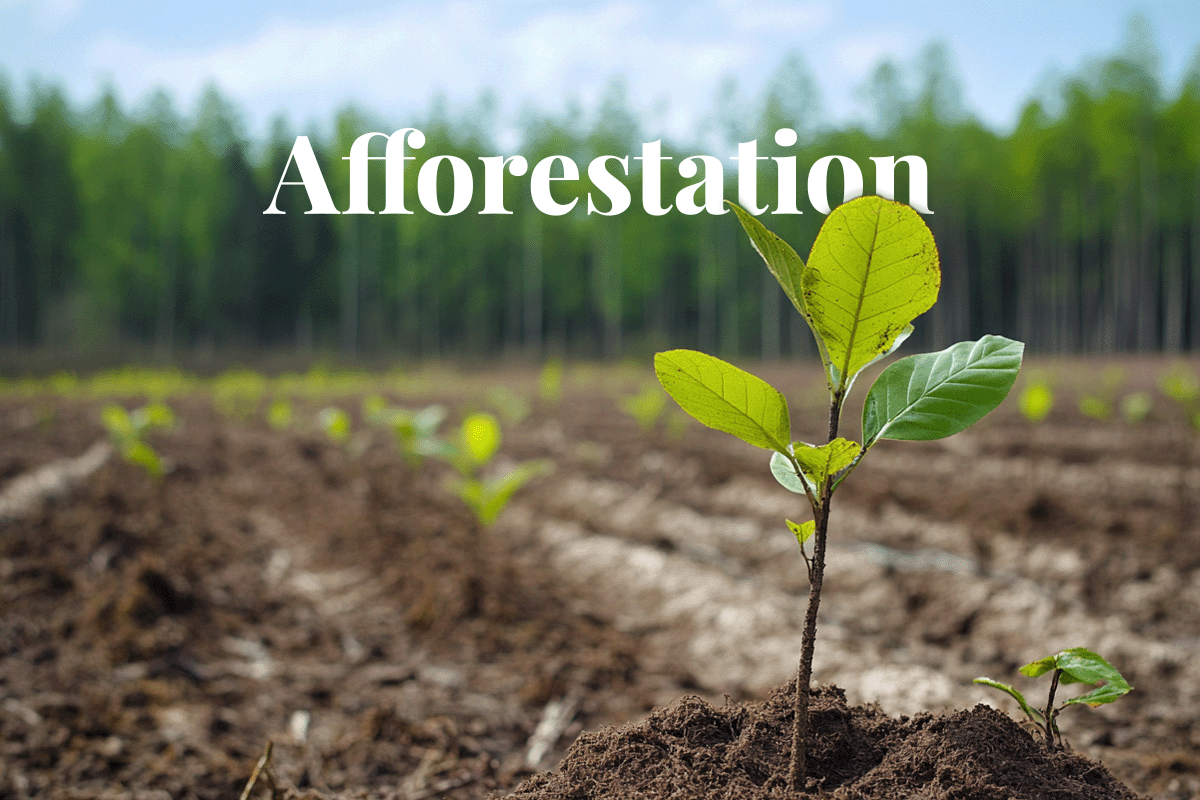 US timber giant aims for net zero with nature-based solutions