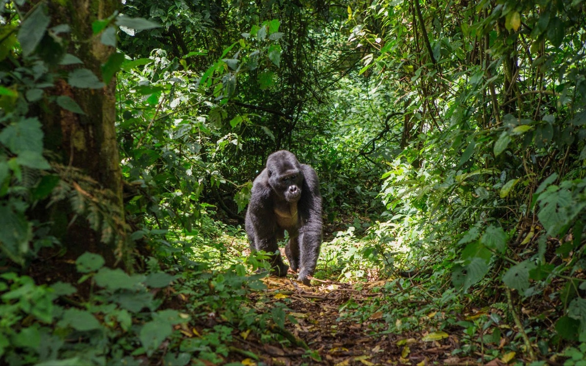 Uganda nature restoration project 2-1