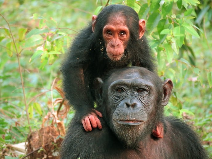 Uganda nature restoration project and its impact on local communities