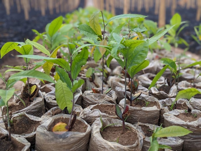 Uganda reforestation project essentials