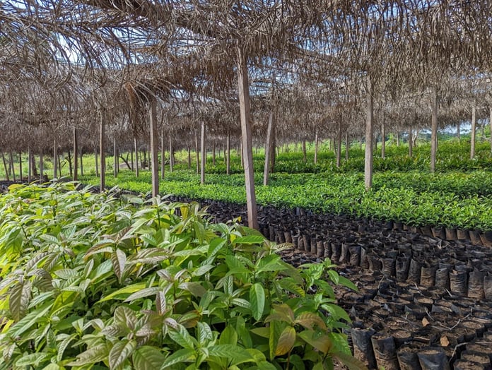 Uganda reforestation project essentials