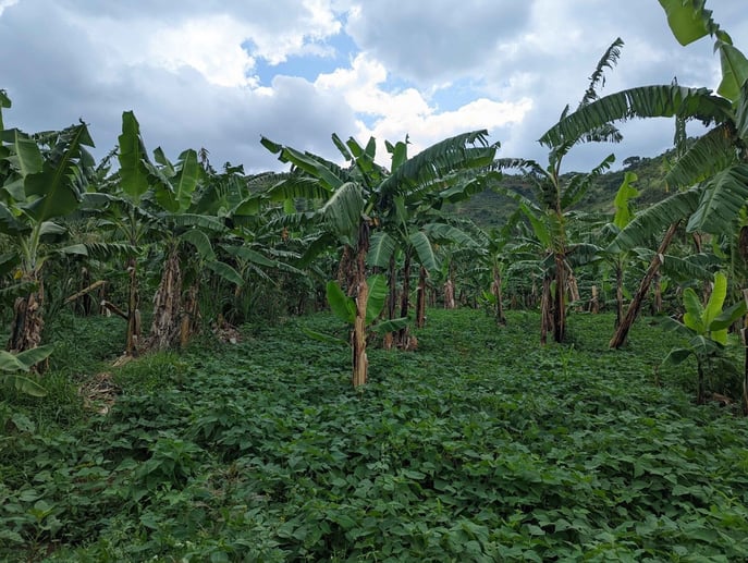 Uganda reforestation project essentials
