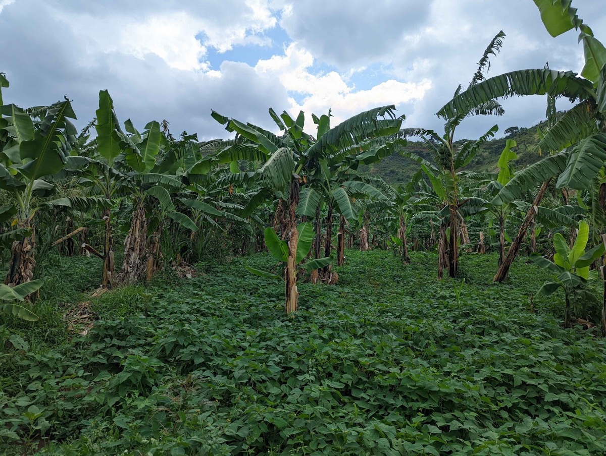 Uganda reforestation project essentials