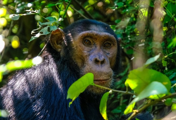 Uganda reforestation project essentials8-1