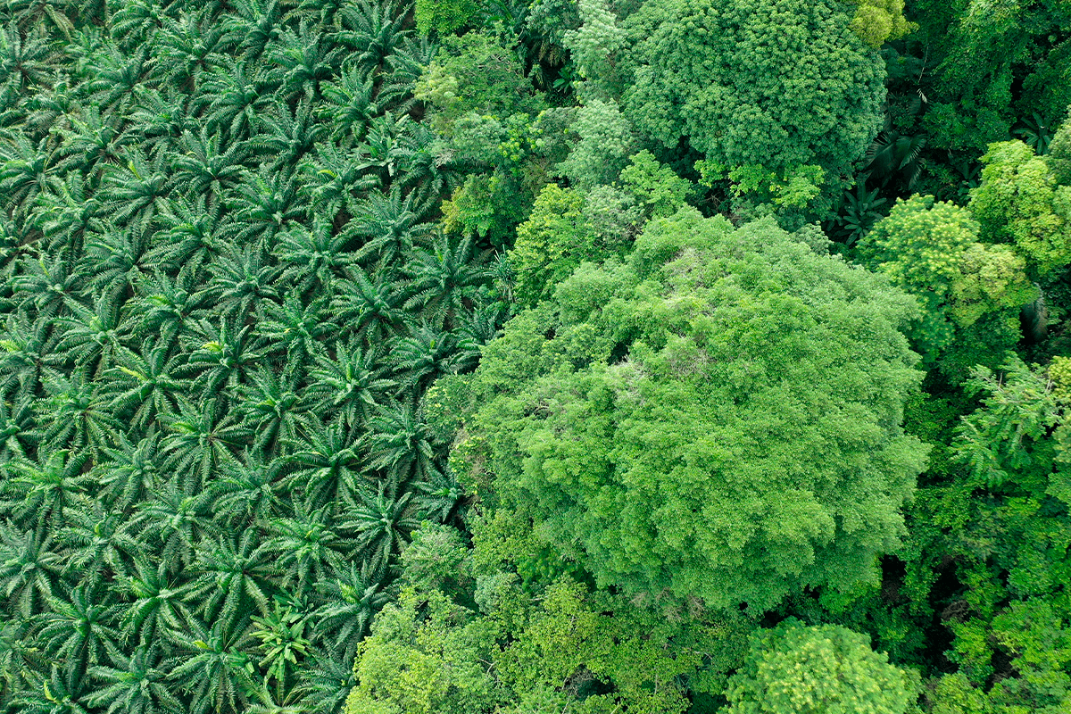 Ultimate Guide to Understanding Deforestation (5)