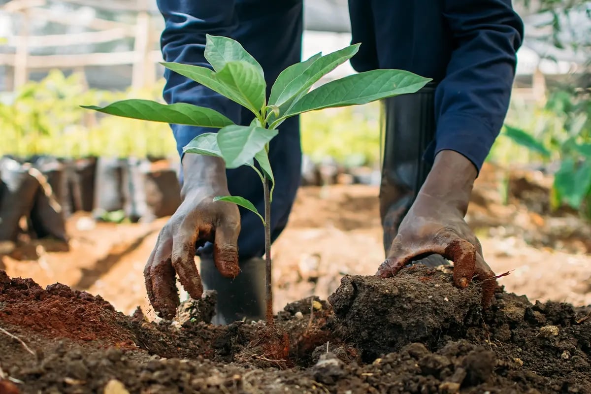 Repoting Trees Green Earth | Understanding carbon footprints: impact, and benefits