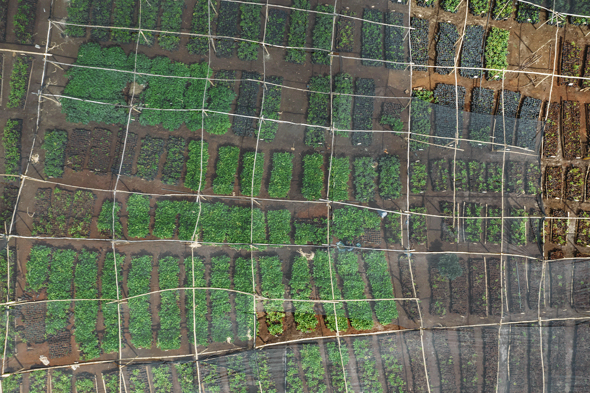 Unlocking carbon pricing_Aerial view on tree nursery in Kenya_visual 4