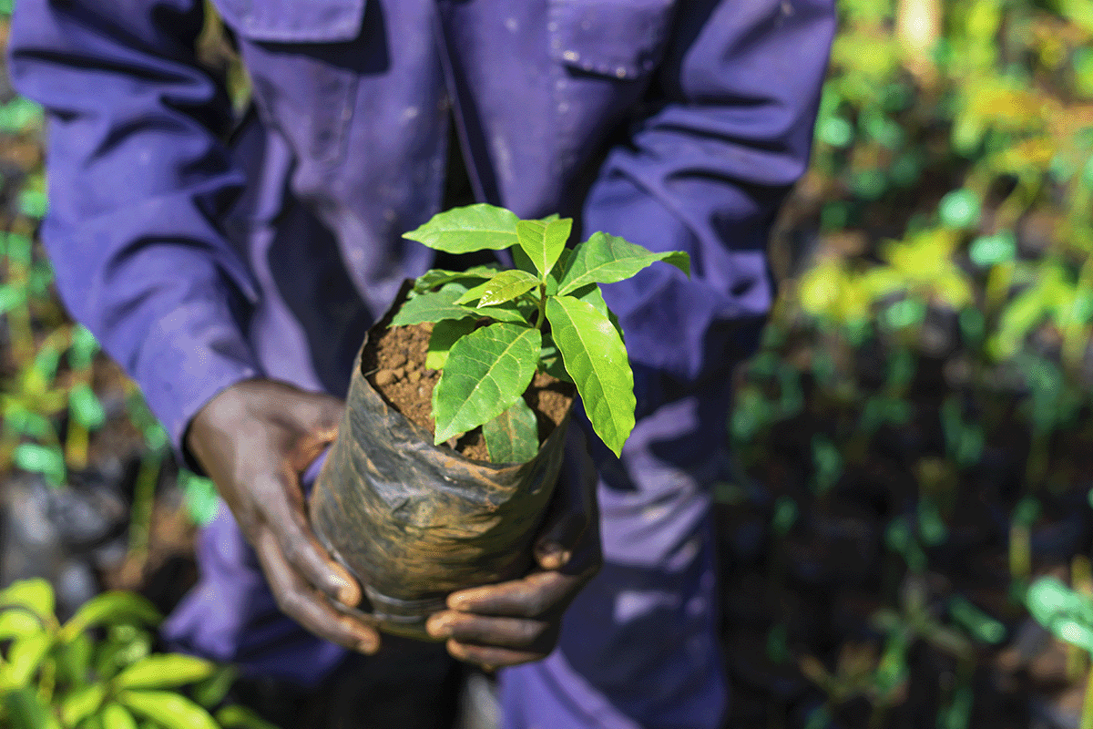 Unlocking carbon pricing_Close up of a local holding a tree seedling_visual 9
