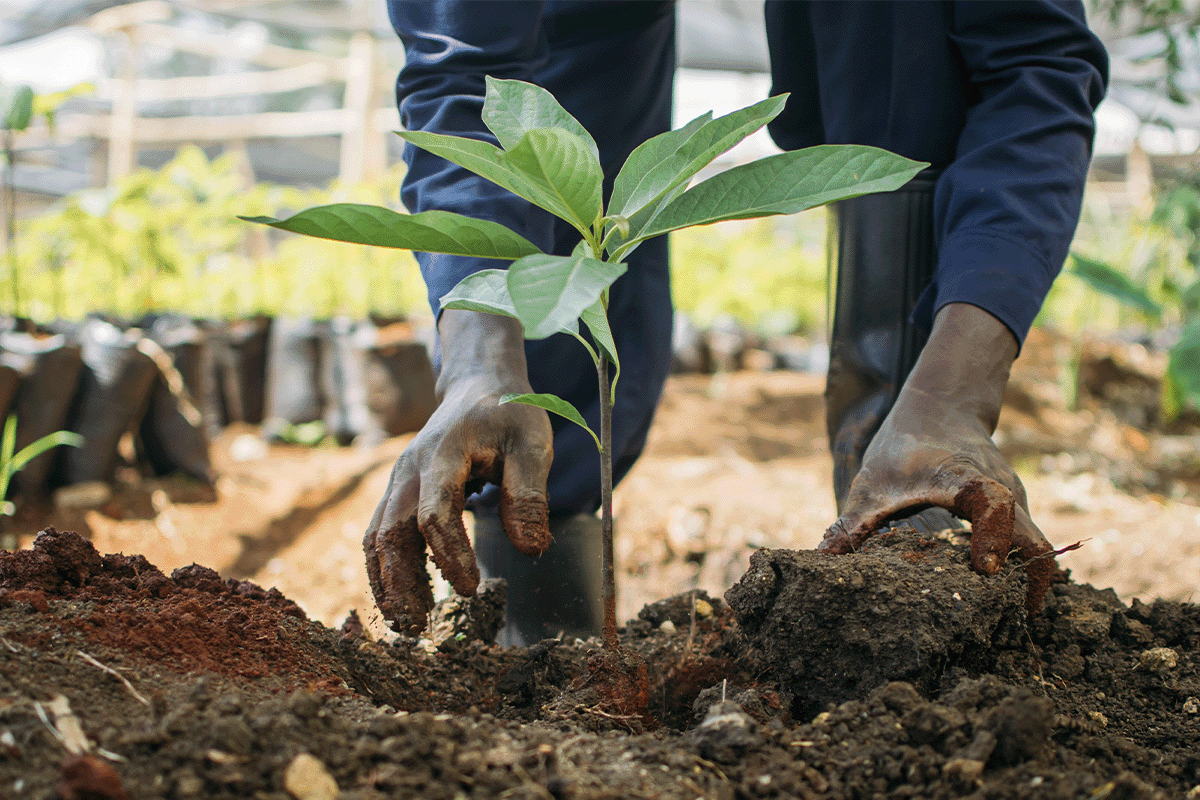 Unlocking carbon pricing_Close up on a tree nursery worker planting a tree_visual 2