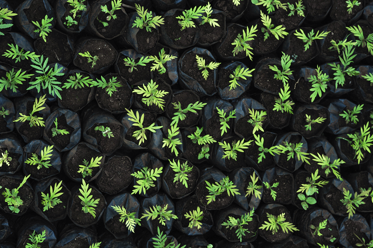 Unlocking carbon pricing_Top view at tree seedlings in a tree nursery_visual 1