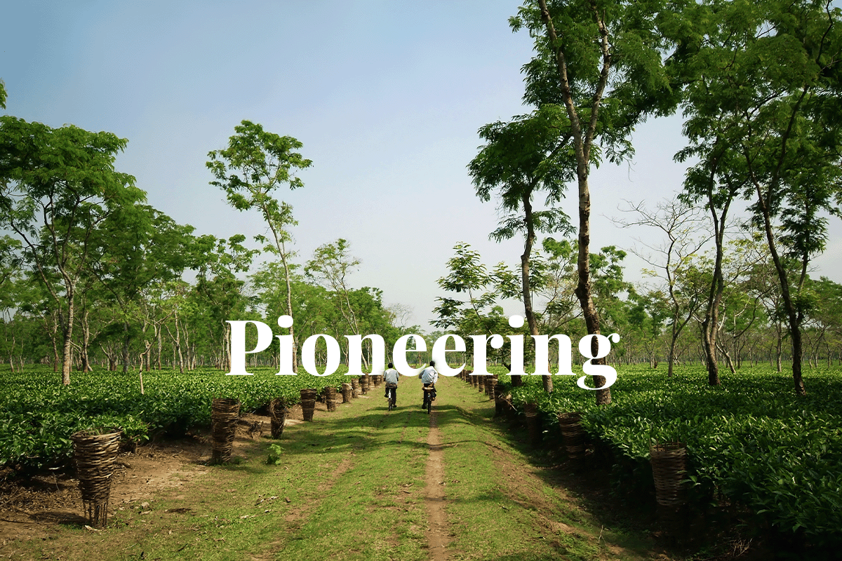 Uttar Pradesh farmers embrace agroforestry for carbon credit earnings_view on two workers in a tea garden_visual 1