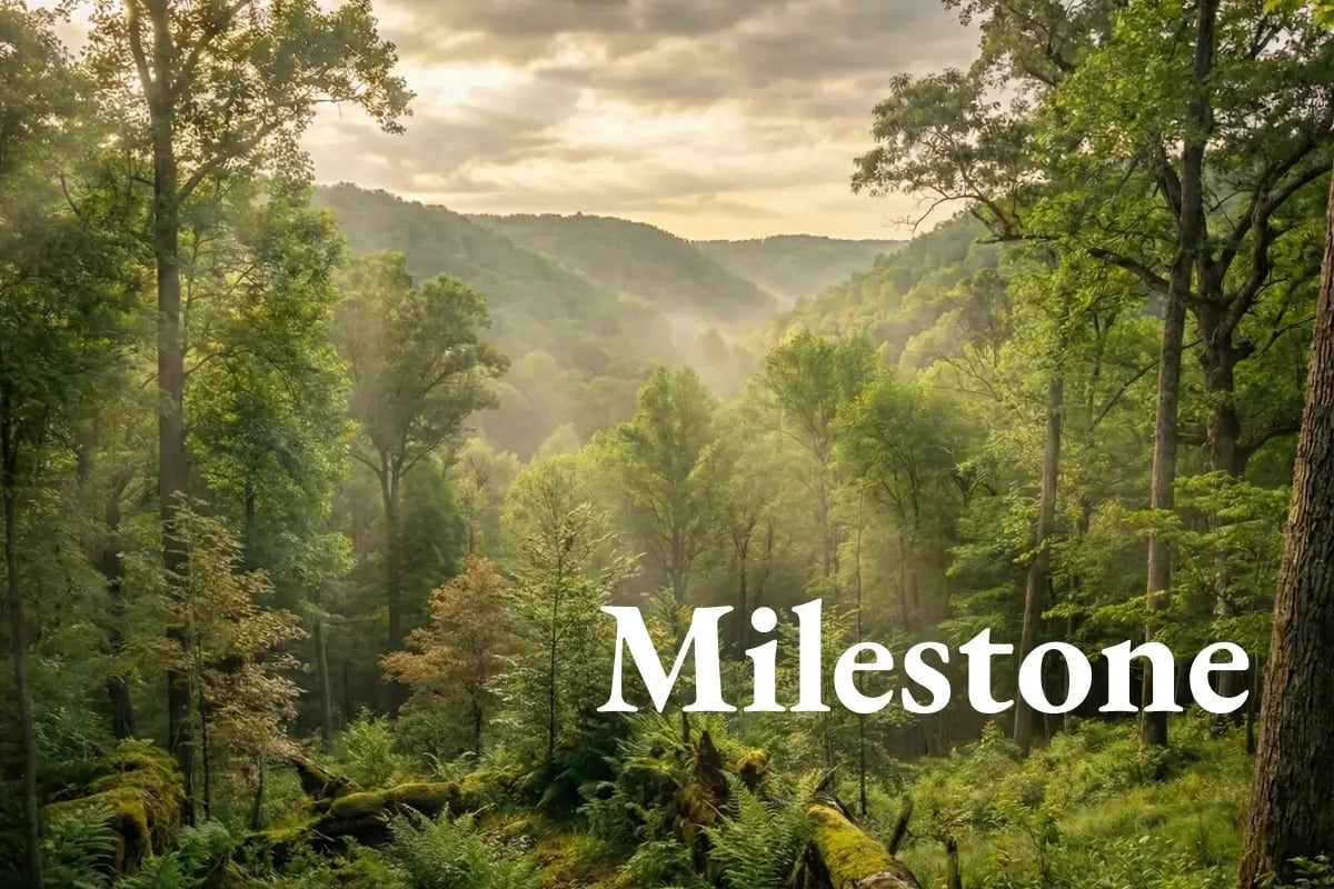 Verra sets a new standard for forest carbon credits_visual 1