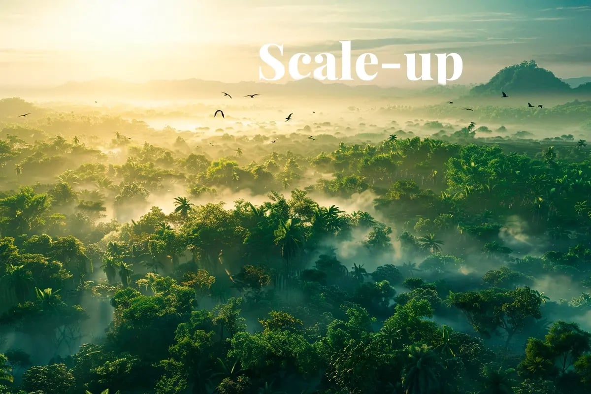 Vietnam set to triple carbon credit use in ETS pilot_Misty tropical forest landscape of Cát Tiên National Park, Vietnam_visual 1