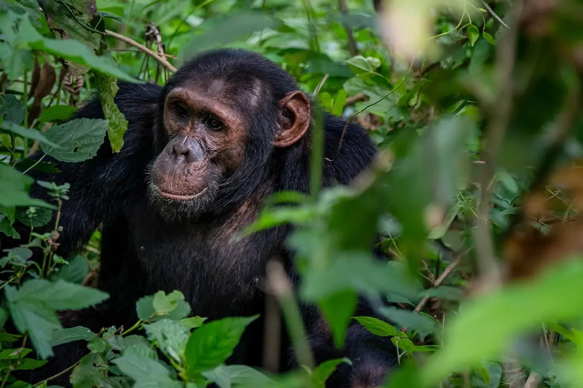 Waarom duurzaam investeren in groene obligaties slimmer is dan beleggen in crypto_Close-up of a Bulindi chimpanzee in its natural habitat_visual 5