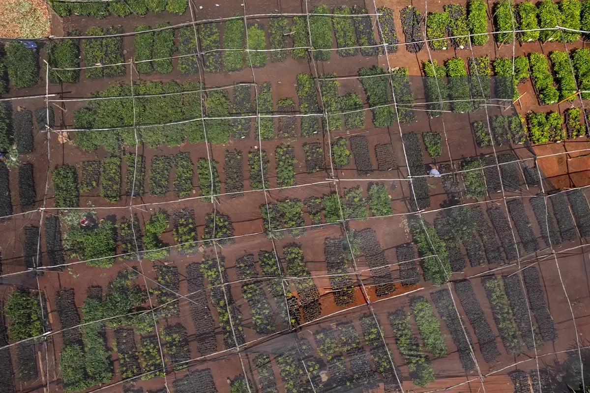 Waarom duurzaam investeren in groene obligaties slimmer is dan beleggen in crypto_Drone photo of a tree nursery in Kenya_visual 4