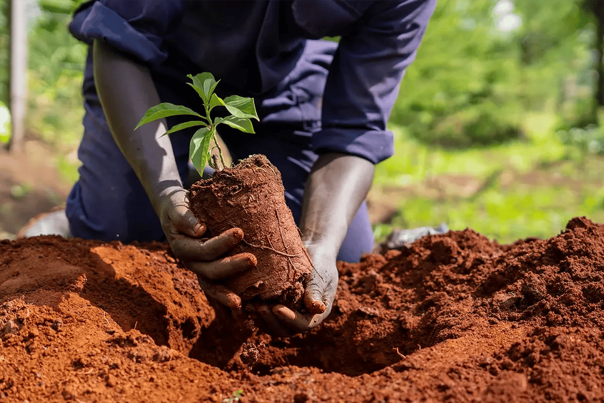 Waarom duurzaam investeren in groene obligaties slimmer is dan beleggen in crypto_Hongera Reforestation Project_visual 6