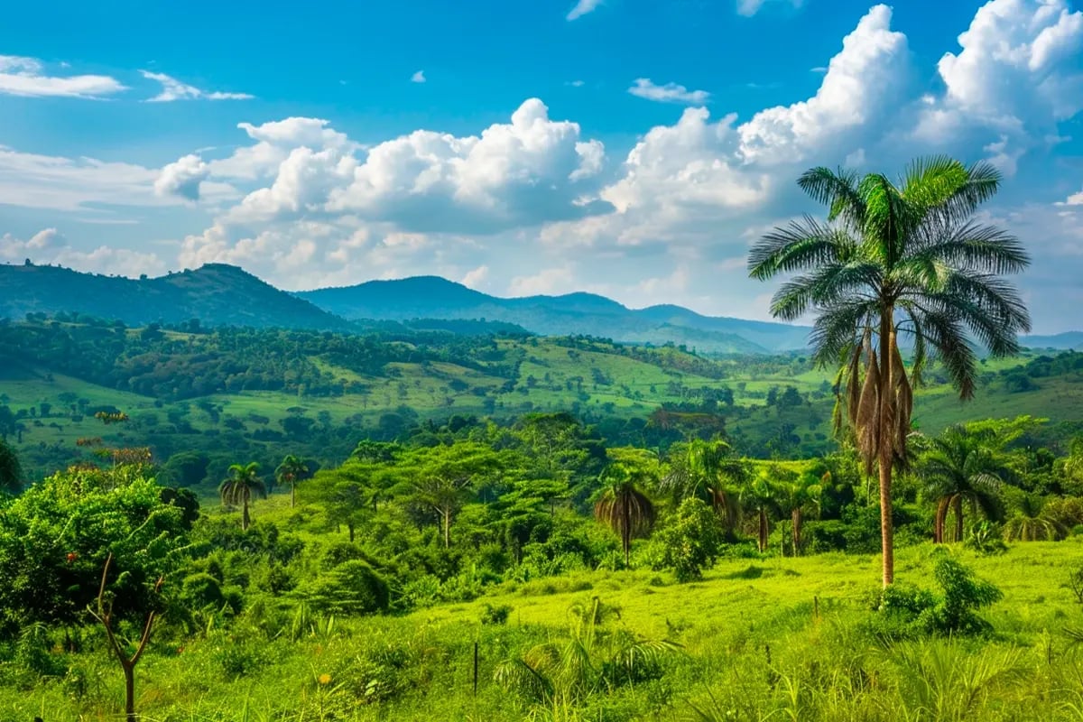 Waarom u in natuurprojecten zou moeten investeren, in plaats van in vastgoed_Landscape view of the biodiversity-rich forest of Cameroon_visual 4