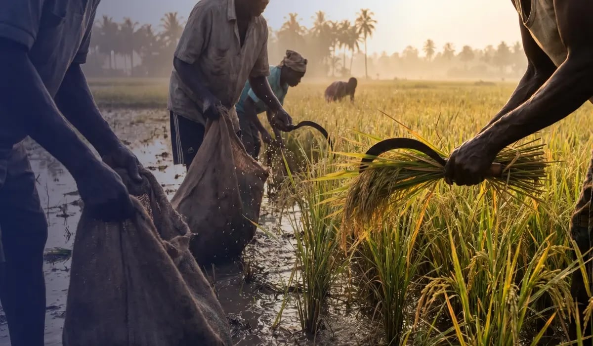 Walewale Climate-Smart Rice Milling Project, Ghana